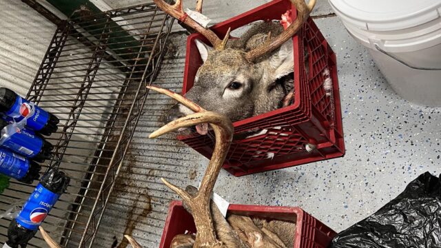 Pine Grove Deer Processing